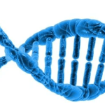 DNA